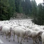 Ferrara, pecore tosaerba non vaccinate: multa di 12.000 euro per pastore