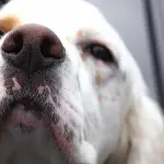 Fiuto cani modello per naso elettronico contro tumori