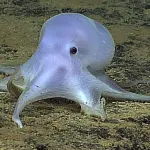 Polpo Fantasma Vive nei Fondali del Pacifico: Ribattezzato Casper (VIDEO)
