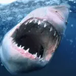 Denti Perpetui come Squali: Scoperto Meccanismo Rigenerante