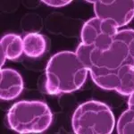 Tumori: Linfociti T Addestrati per Sconfiggere Cellule Maligne