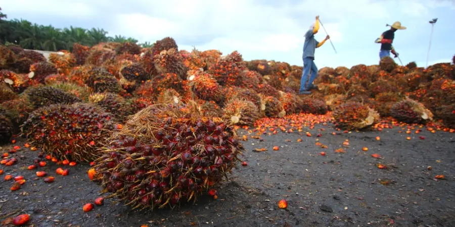 Olio di Palma più Sostenibile con Certificazione Rspo Next