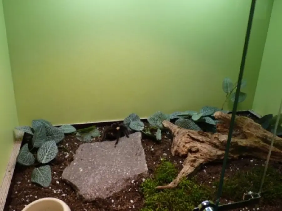 "Spiders": Ragni Viventi in Mostra a Genova, Evento Imperdibile per Aracnofili