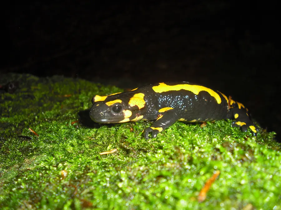 Oceani più Caldi: Anfibi Colonizzano Terre Emerse, poco Ossigeno in Acqua