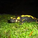 Oceani più Caldi: Anfibi Colonizzano Terre Emerse, poco Ossigeno in Acqua