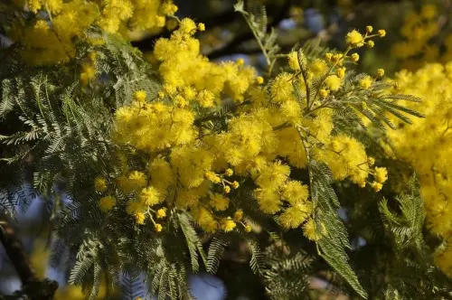 Festa della Donna: mimosa, iniziative e origini dell'8 Marzo