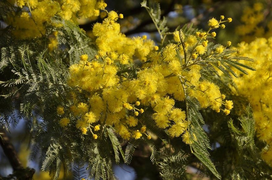 Festa della Donna: mimosa, iniziative e origini dell'8 Marzo