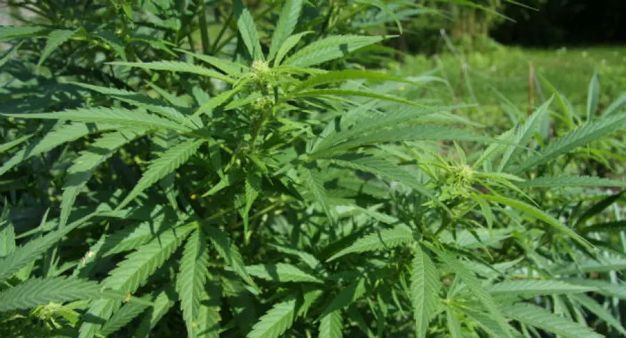 Coltivare cannabis resterà reato: depenalizzazione in specifici casi