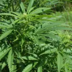 Coltivare cannabis resterà reato: depenalizzazione in specifici casi