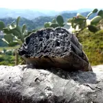 Pane al carbone vegetale sul banco degli imputati: fa bene?