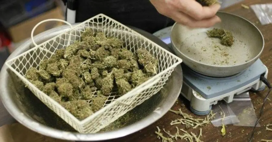 Cannabis legale in Italia: macché, coltivatori domestici puniti