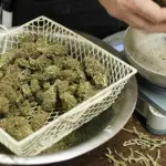 Cannabis legale in Italia: macché, coltivatori domestici puniti