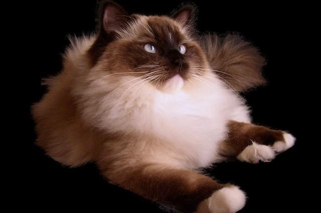 Padovafiere: gatti più belli al mondo in mostra, evento promosso da Costanza Daragiati