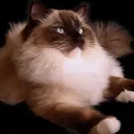 Padovafiere: gatti più belli al mondo in mostra, evento promosso da Costanza Daragiati