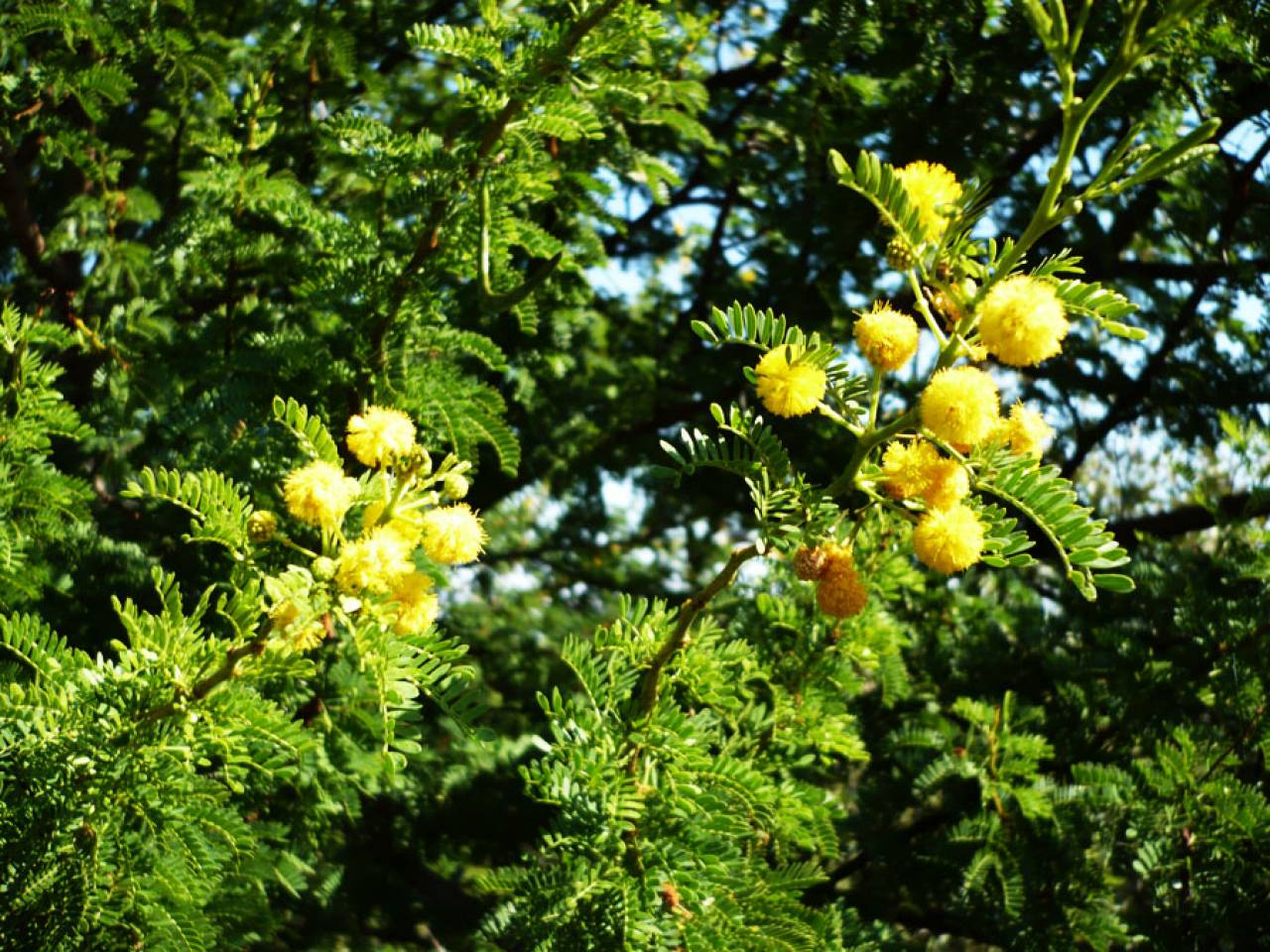 Meteo, zanzare e mimose in fiore: che inverno strano!