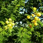 Meteo, zanzare e mimose in fiore: che inverno strano!