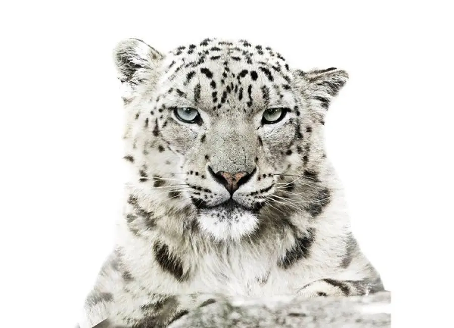 WWF: calendario 2016 dedicato ad animali a rischio estinzione