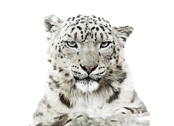 WWF: calendario 2016 dedicato ad animali a rischio estinzione