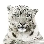 WWF: calendario 2016 dedicato ad animali a rischio estinzione