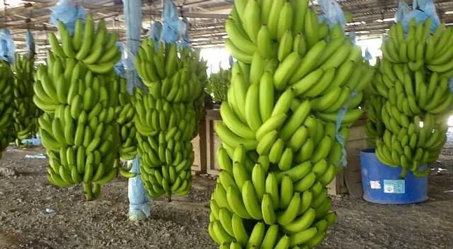 Banane rischiano estinzione: fungo killer decimerà piantagioni