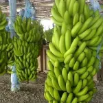 Banane rischiano estinzione: fungo killer decimerà piantagioni
