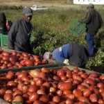 Caporalato, Governo Inizia Crociata: Varato Ddl, Pene Pesanti e Confisca Beni