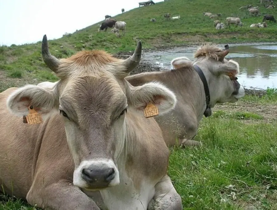 Coldiretti Liguria e Allevatori: Presidio a Genova, Latte Pagato Poco