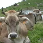 Coldiretti Liguria e Allevatori: Presidio a Genova, Latte Pagato Poco