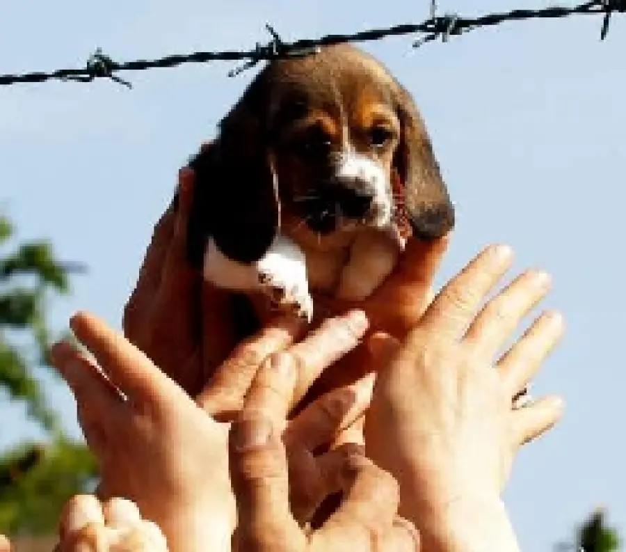 Green Hill Processo: condannati 12 animalisti che salvarono i Beagle, pene fino a 10 mesi!