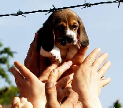 Green Hill Processo: condannati 12 animalisti che salvarono i Beagle, pene fino a 10 mesi!