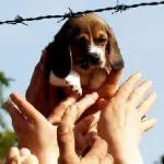 Green Hill Processo: condannati 12 animalisti che salvarono i Beagle, pene fino a 10 mesi!