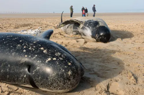 Balene Spiaggiate a Calais: solo tre si salvano, le altre studiate in Belgio!