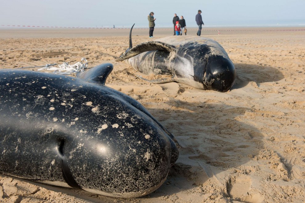 Balene Spiaggiate a Calais: solo tre si salvano, le altre studiate in Belgio!