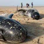 Balene Spiaggiate a Calais: solo tre si salvano, le altre studiate in Belgio!