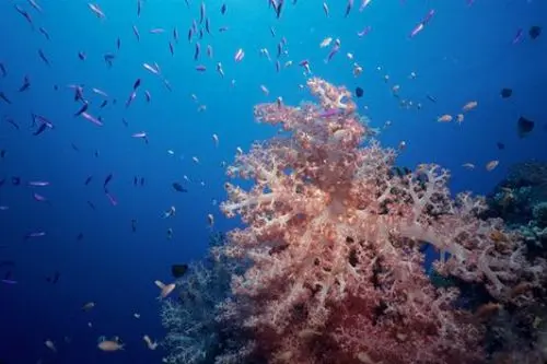 Creme Solari: Killer delle Barriere Coralline, Sostanza Danneggia DNA