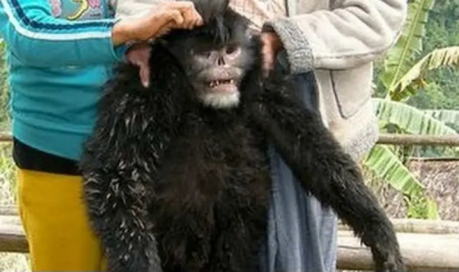 Himalaya, Ecco Scimmia che Starnutisce Sempre: "Rhinopitecus Strykeri