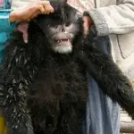 Himalaya, Ecco Scimmia che Starnutisce Sempre: 