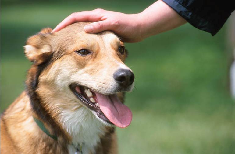 Cosa odiano i cani? 10 gesti da non commettere mai