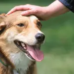 Cosa odiano i cani? 10 gesti da non commettere mai