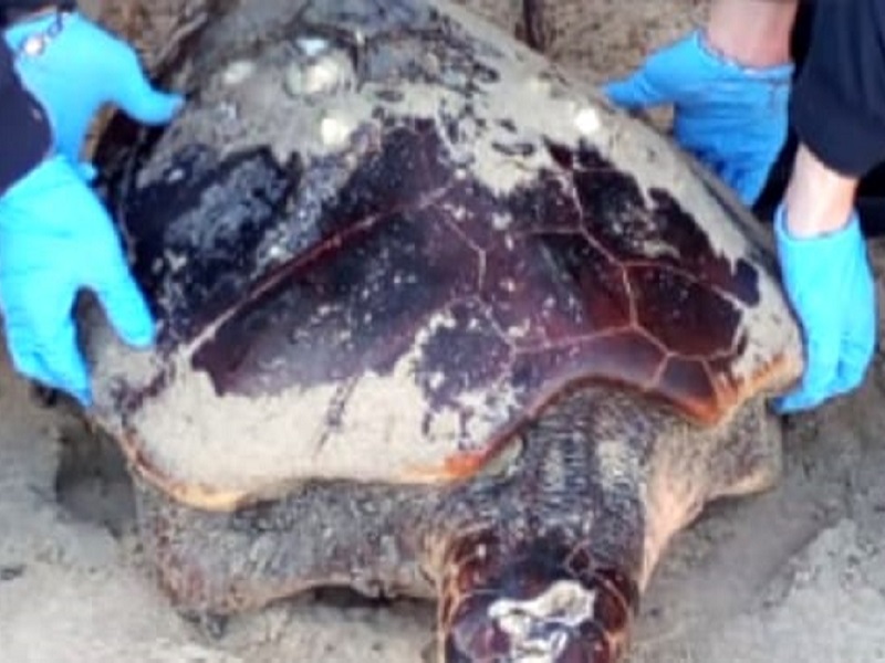 Bari, strage di tartarughe: trovate decapitate sul litorale