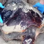 Bari, strage di tartarughe: trovate decapitate sul litorale