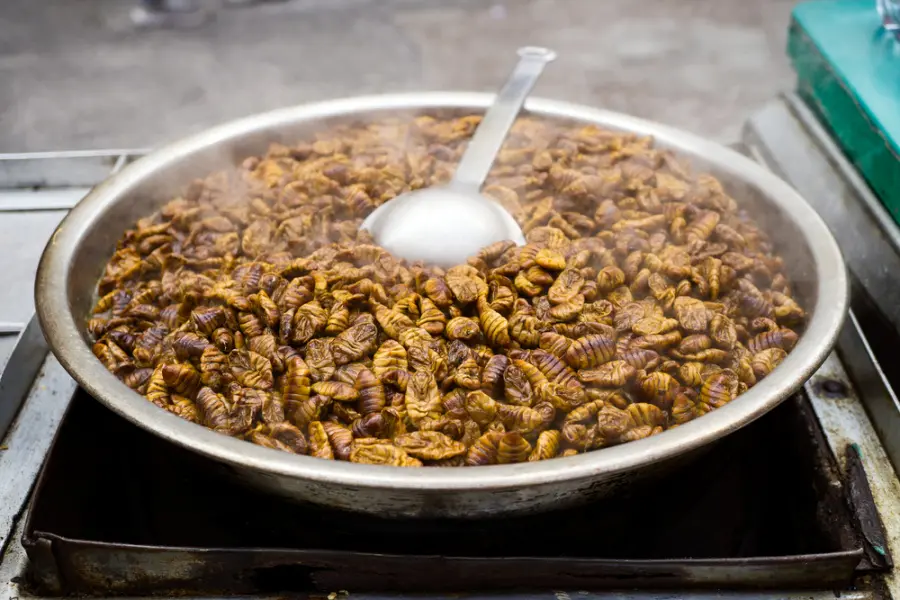 Insetti: come cucinarli in modo gustoso