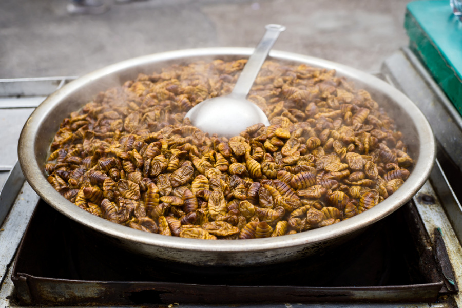 Insetti: come cucinarli in modo gustoso