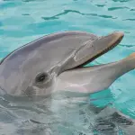 Cilento: delfino trovato morto in spiaggia, il secondo in pochi giorni