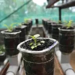 Come avviare una coltivazione idroponica casalinga: gli step di base