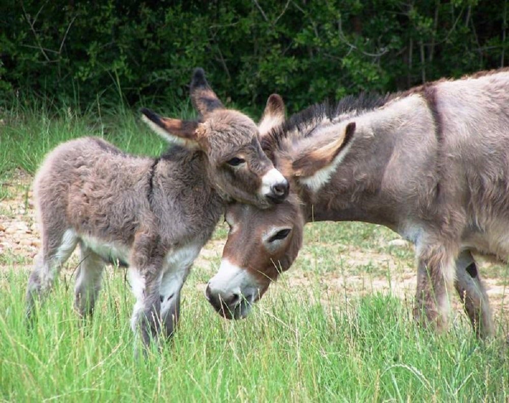 Latte d'Asina per i bambini prematuri