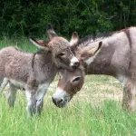 Latte d'Asina per i bambini prematuri