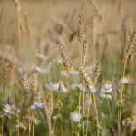 Caffè d’orzo: tutti i benefici di una tazza fumante