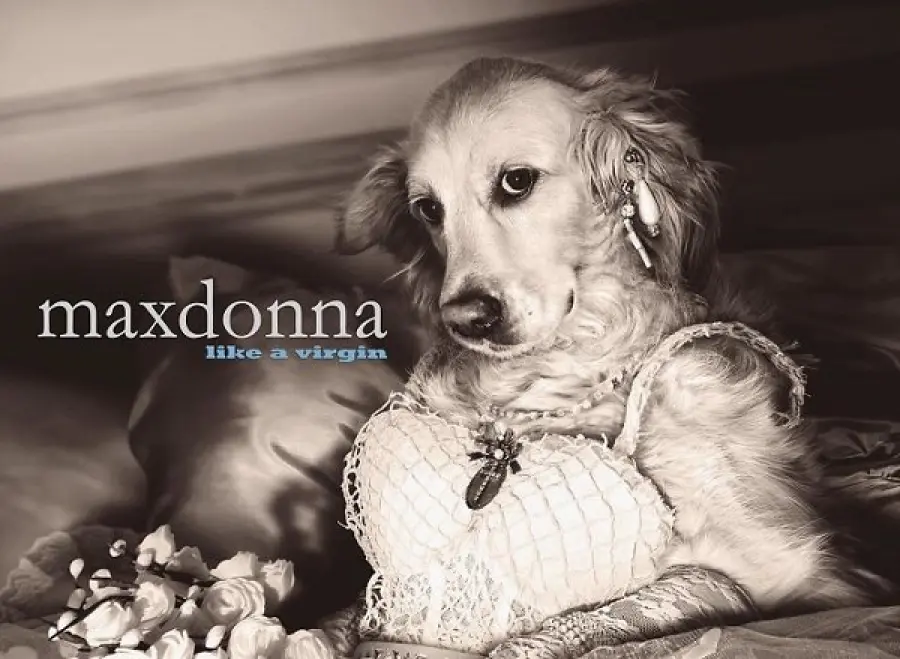 Un cane nelle vesti di Madonna: l'originale idea di un fotografo francese