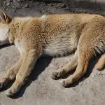 Parvovirosi canina, il virus killer dei cani